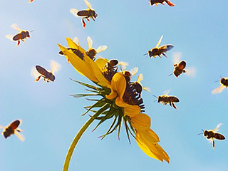 עולמן המופלא של הדבורים במדבר